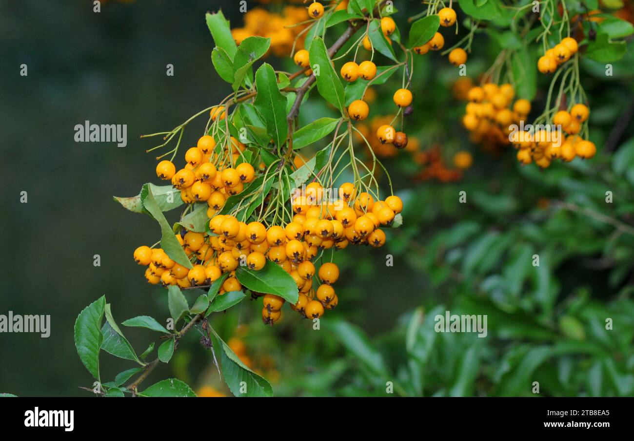 Pyracantha or Firethorn, with yellow berries Stock Photo