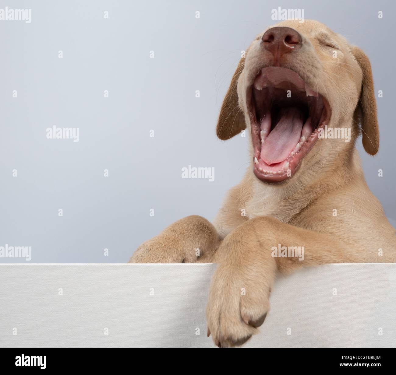 Yawning labrador puppy leaning on board  studio background Stock Photo