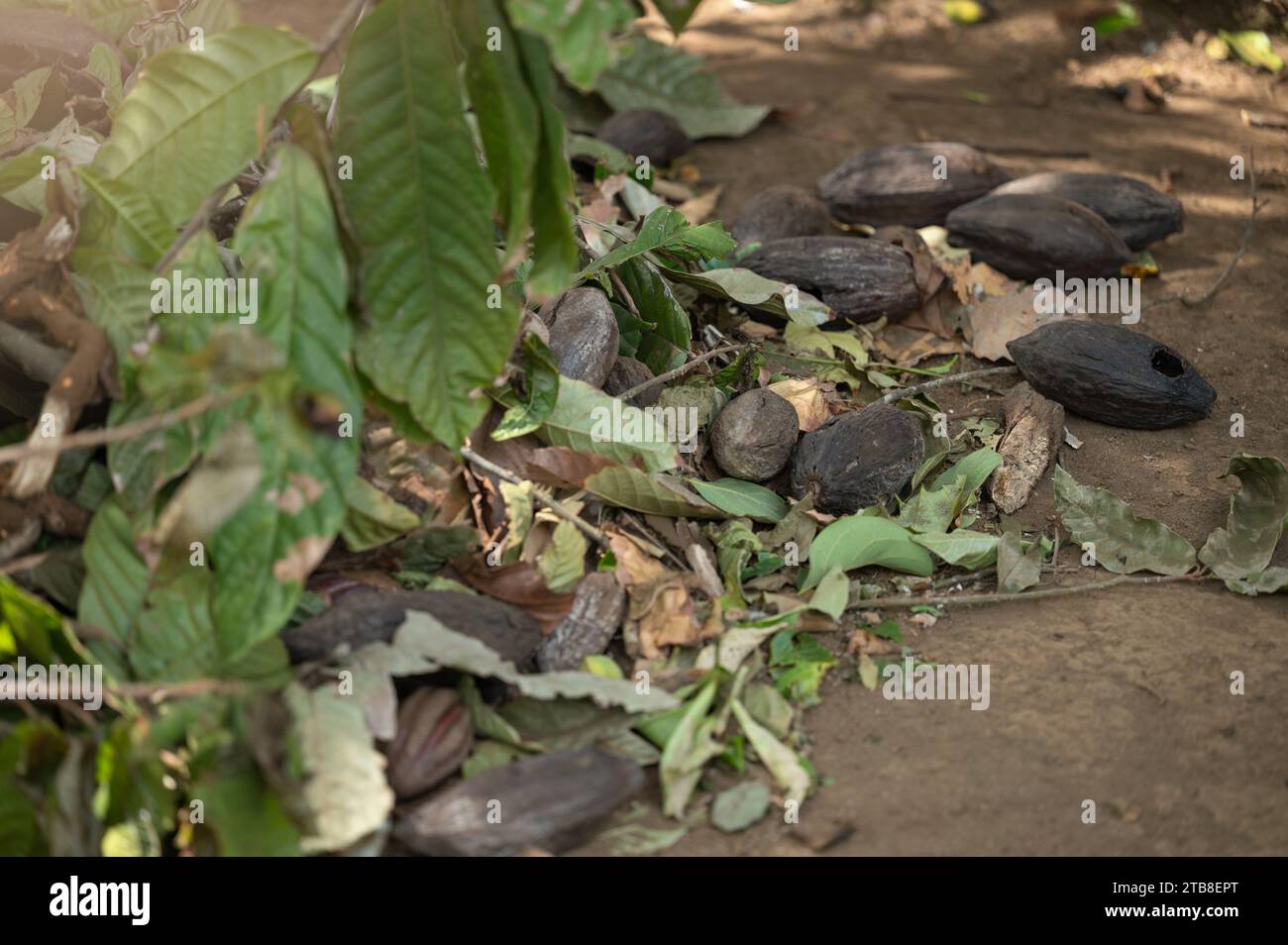 Cut of cacao tree plant on ground with bad spots Stock Photo