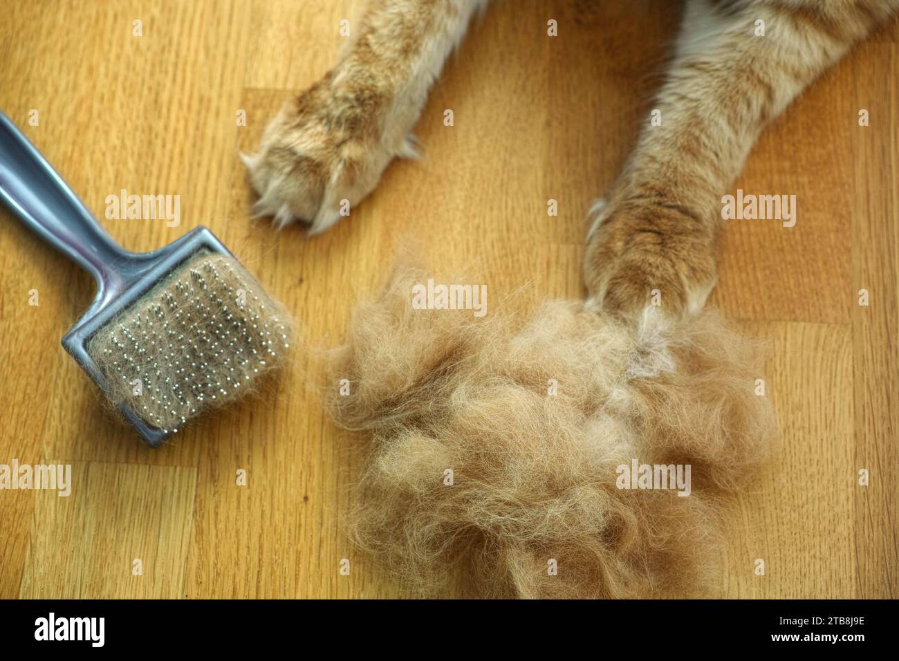 A red Maine Coon cat lying next to a comb and a pile of its fur. Close up. Stock Photo