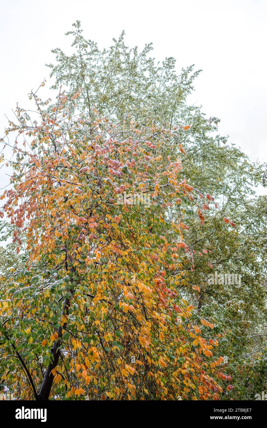 Close up view to yellow autumn tree covered wet first early snow. Seasonal changes from fall to early winter. Beauty in nature. Bottom view. Vertical Stock Photo