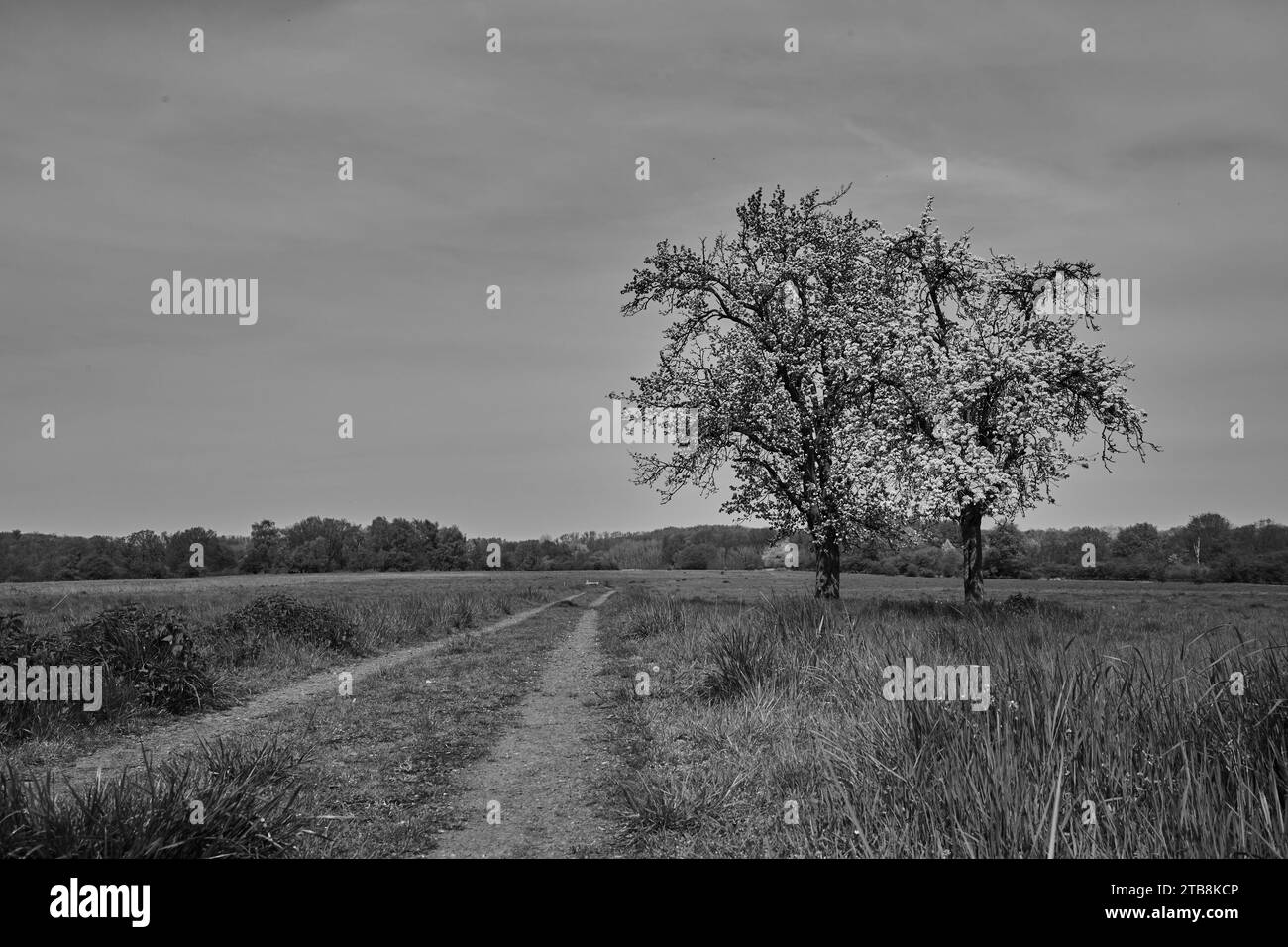 Naturschutzgebiet Büecke, Standortübungsplatz, Soest, Kreis Soest Stock