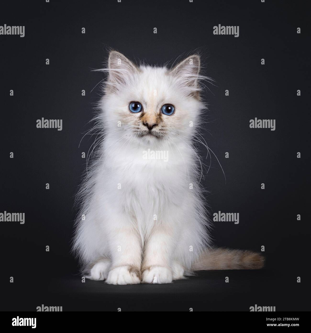 Black birman cheap cat