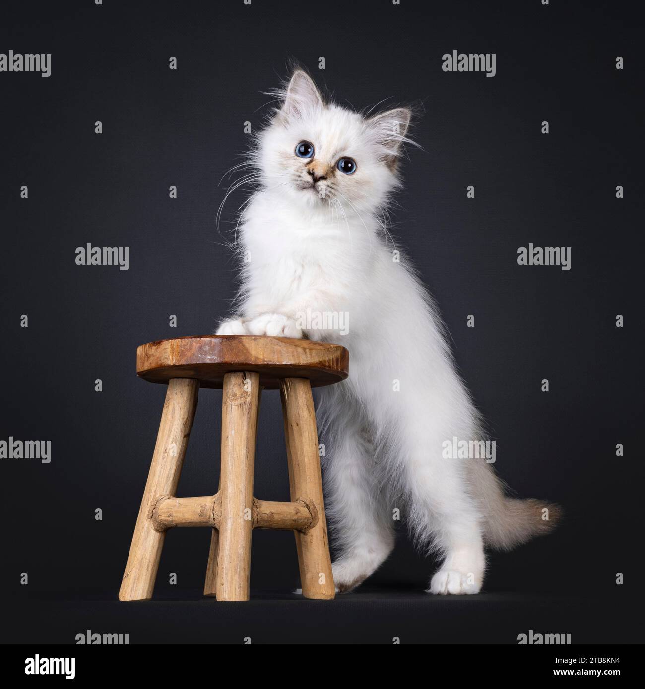 Adorable tortie Sacred Birman cat kitten, standing side ways with front