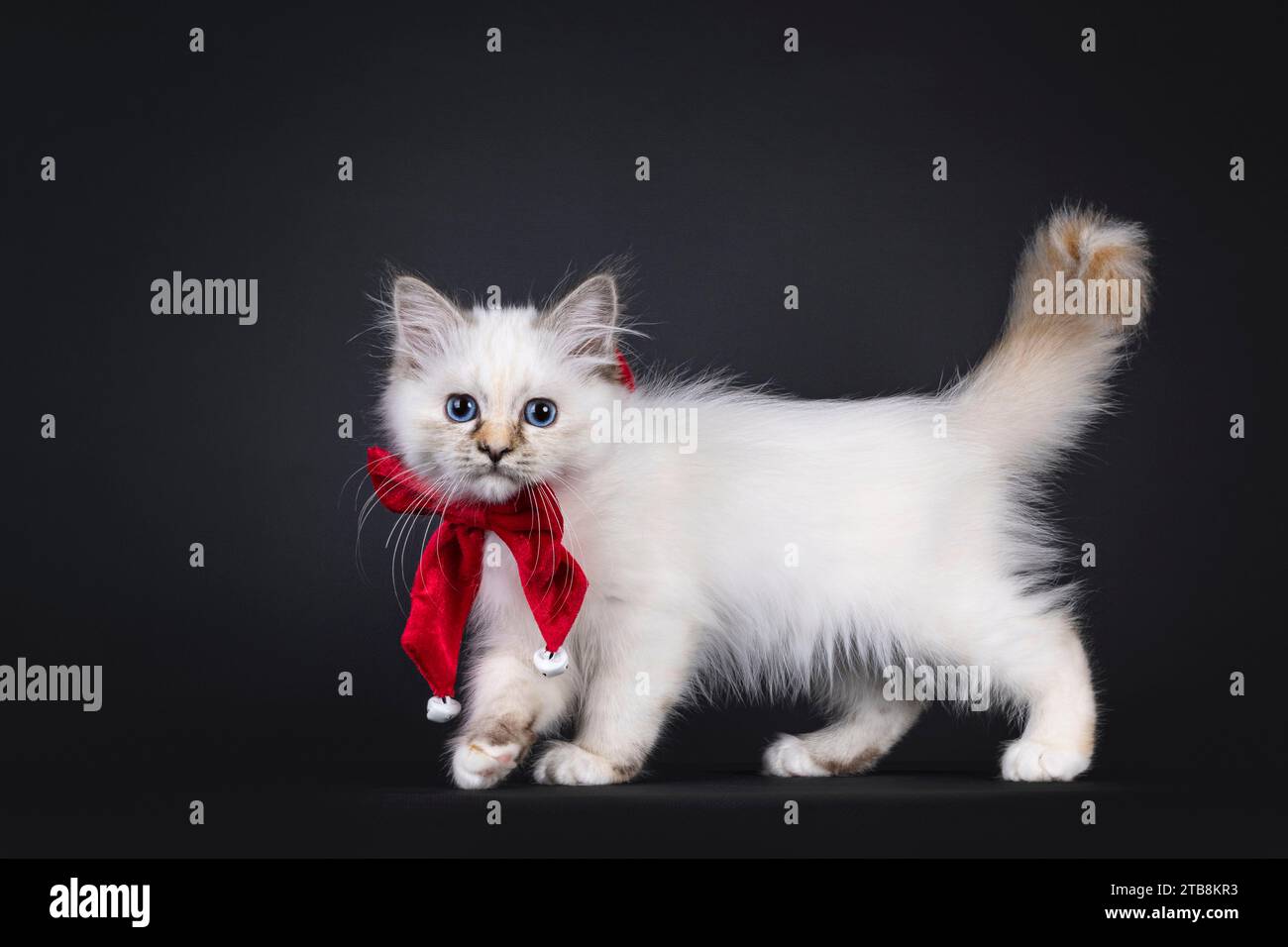 Adorable tortie Sacred Birman cat kitten, sitting up facing front
