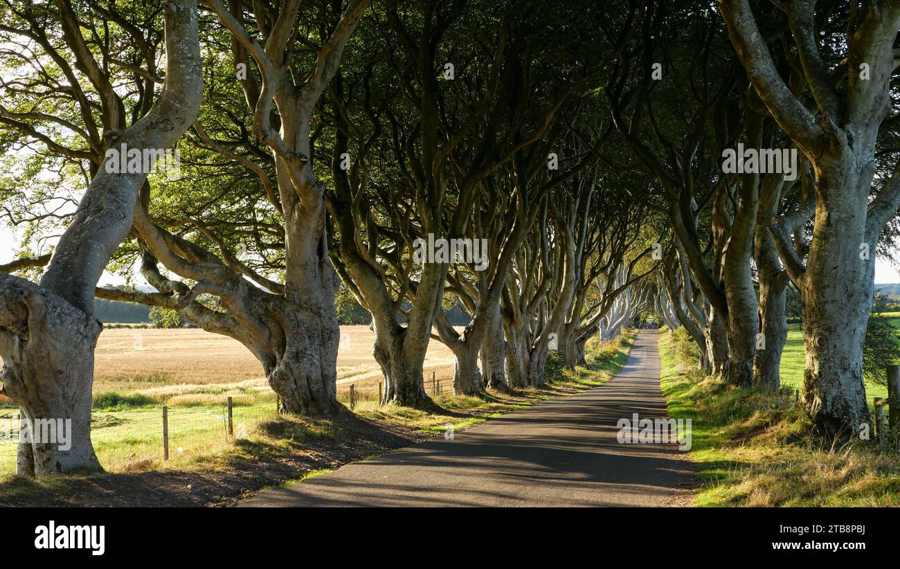 Northern Ireland, County Antrim: overview of the Dark Edges near Ballymoney, an avenue of beech trees. The trees form an atmospheric tunnel that has b Stock Photo