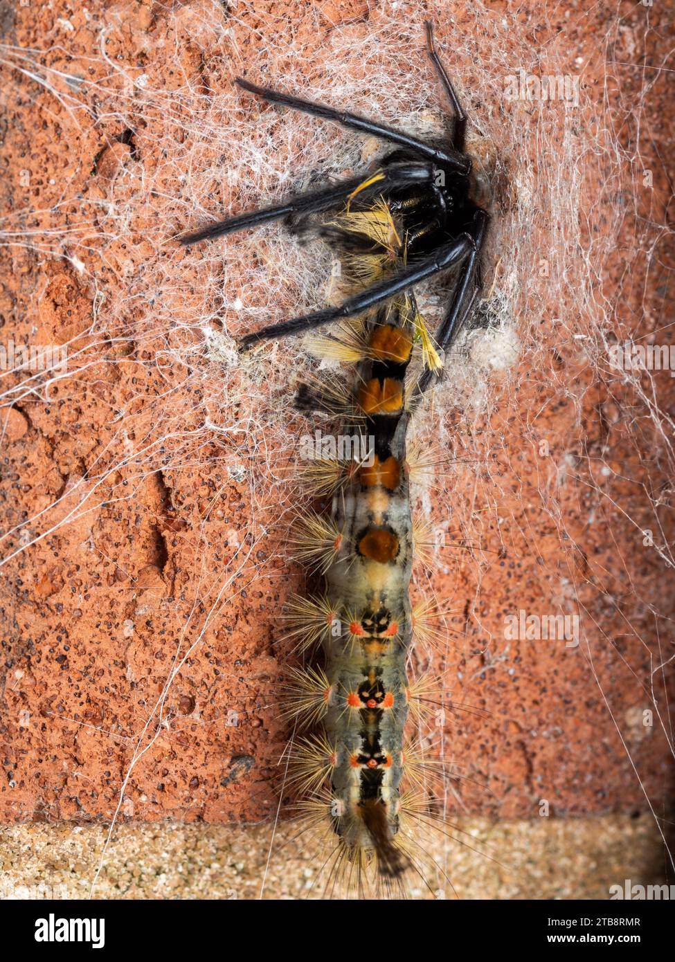 Tube spider eating Vapourer moth caterpillar Stock Photo Alamy
