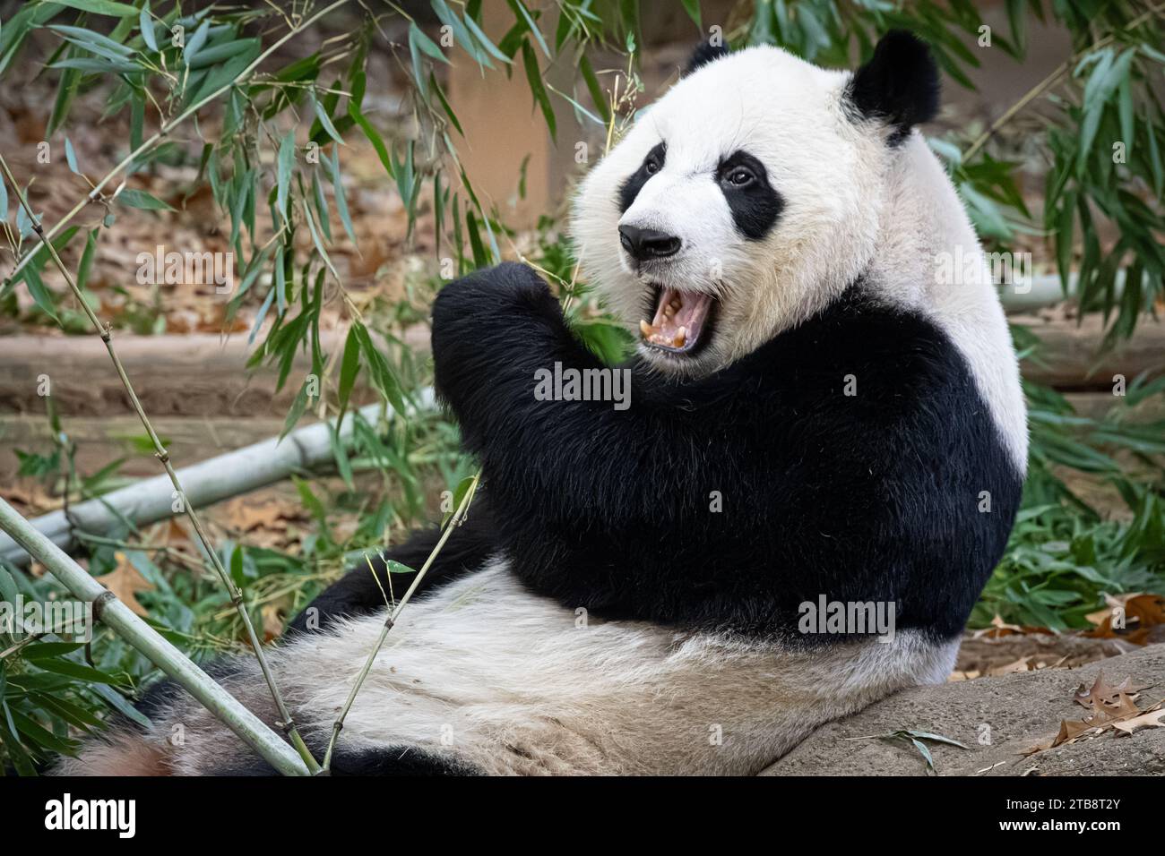 Giant panda (Ailuropoda melanoleuca) eating bamboo at Zoo Atlanta in