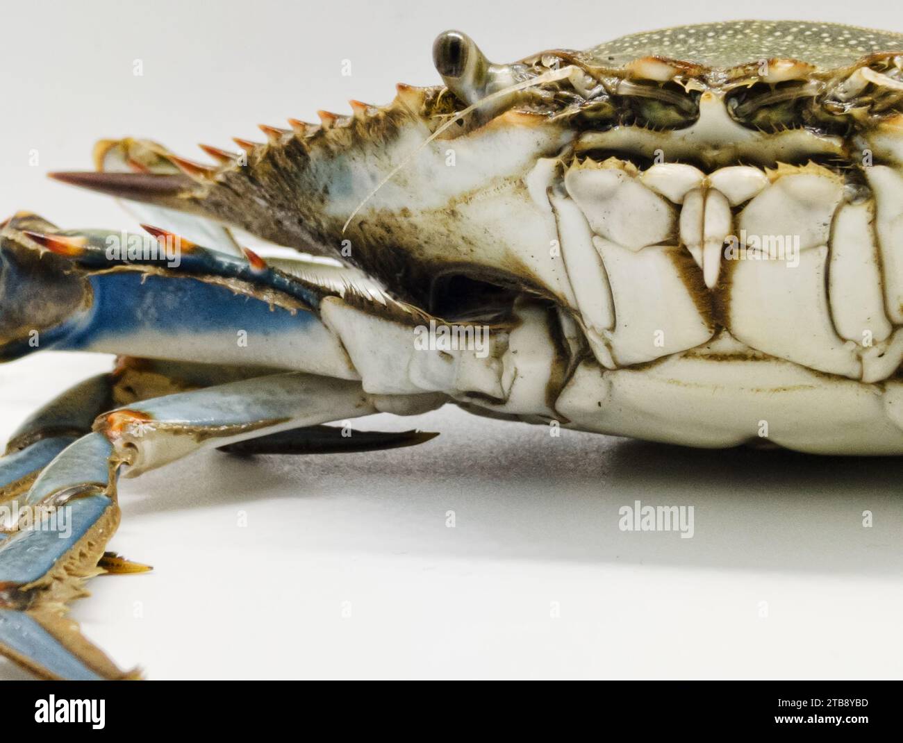 Portrait of a live Blue Crab or Callinectes sapidus Stock Photo