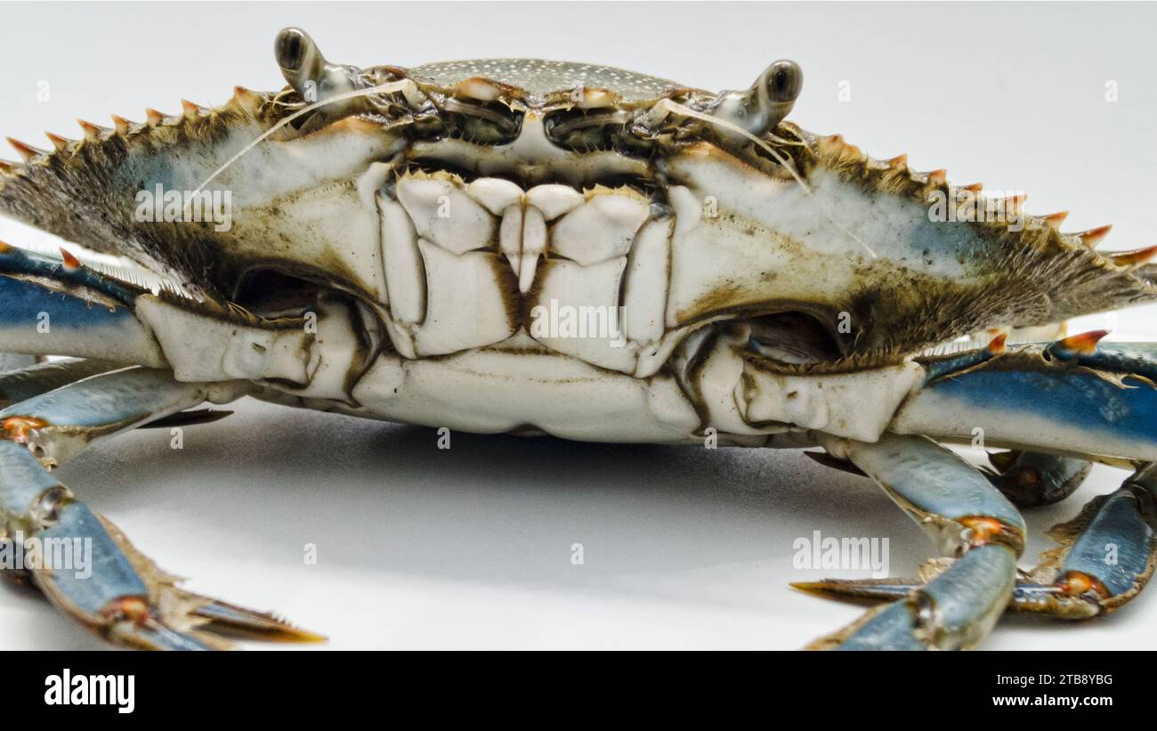 Closeup of live Blue crab called also with its scientific name of Callinectes sapidus Stock Photo