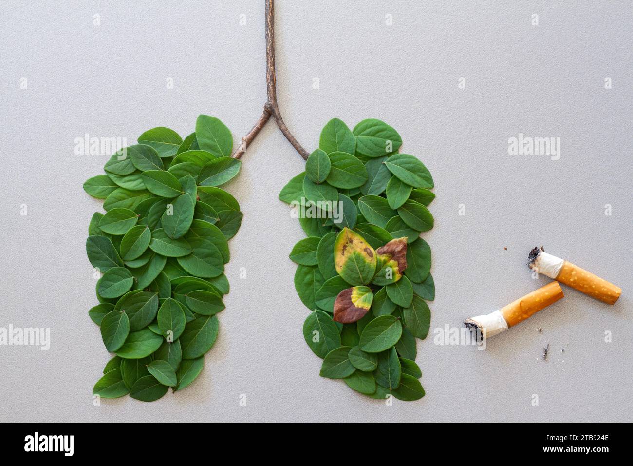Human lungs symbol made with green leaves with cigarettes, harmful