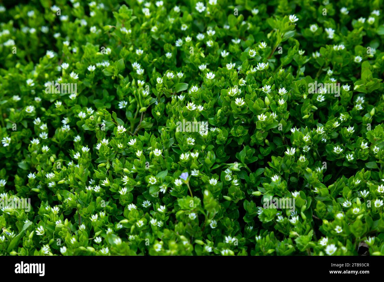 Spring grass texture with flowers, top view on field Stock Photo - Alamy