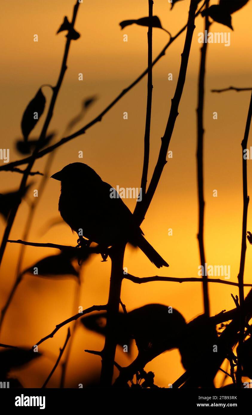 Moira, County Down, Northern Ireland, UK. 05th Dec 2023. UK weather - a dry day with long periods of sunshine on an otherwise cold winter day. A small passerine bird silhouetted on a hedgerow as the December winter sun sets. Credit: CAZIMB/Alamy Live News. Stock Photo