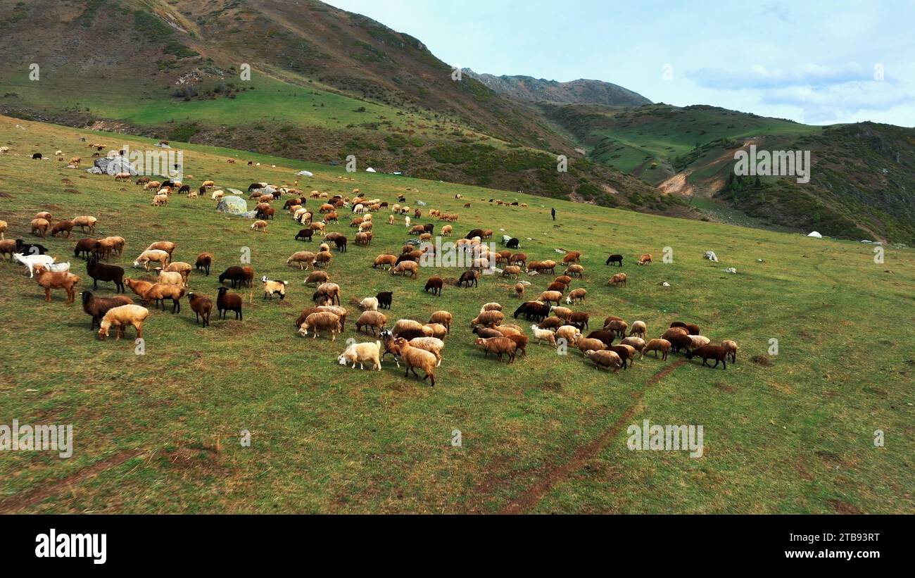 Aerial view of flock of sheep on the pasture Stock Photo - Alamy