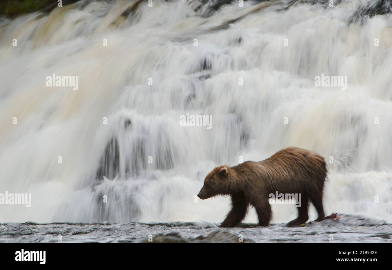 Brown bear (Ursus arctos gyas) stands near a waterfall in Pavlof Harbor, while fishing for sockeye salmon Stock Photo