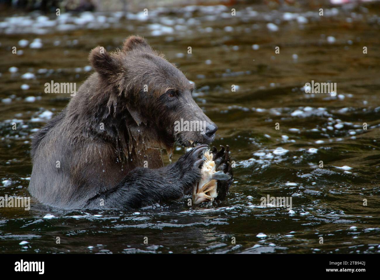 Portrait of a Brown bear (Ursus arctos gyas) eating sockeye salmon in the waters of Inside Passage, Alaska, USA; Alaska, United States of America Stock Photo
