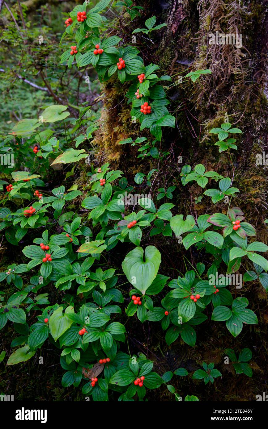 Bunchberries (Cornus canadensis) in the rainforest of Alaska; Petersburg, Inside Passage, Alaska, United States of America Stock Photo