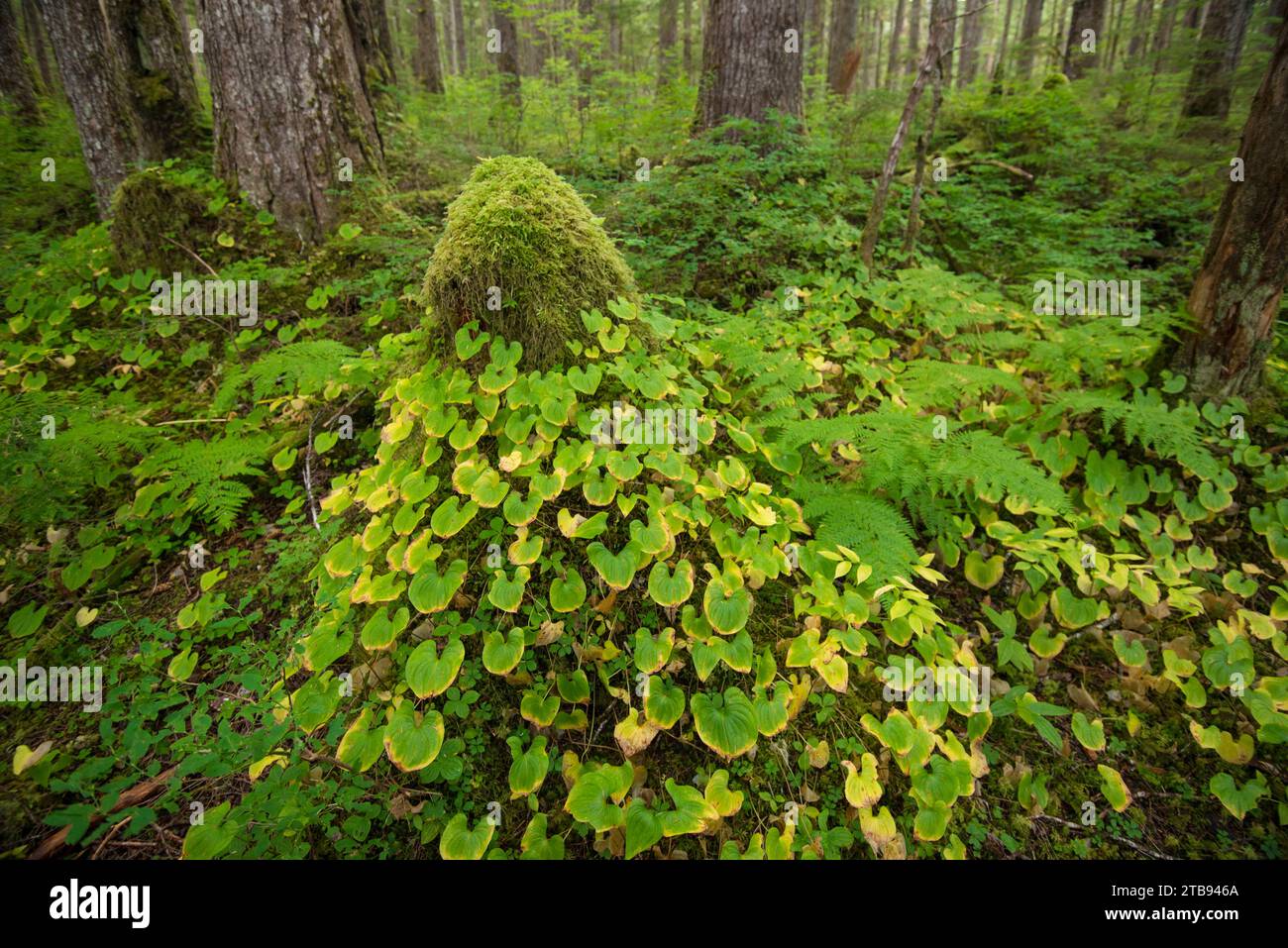 Vegetation in the lush rainforest along the Inside Passage on Chichagof Island, Alaska, USA; Chichagof Island, Alaska, United States of America Stock Photo