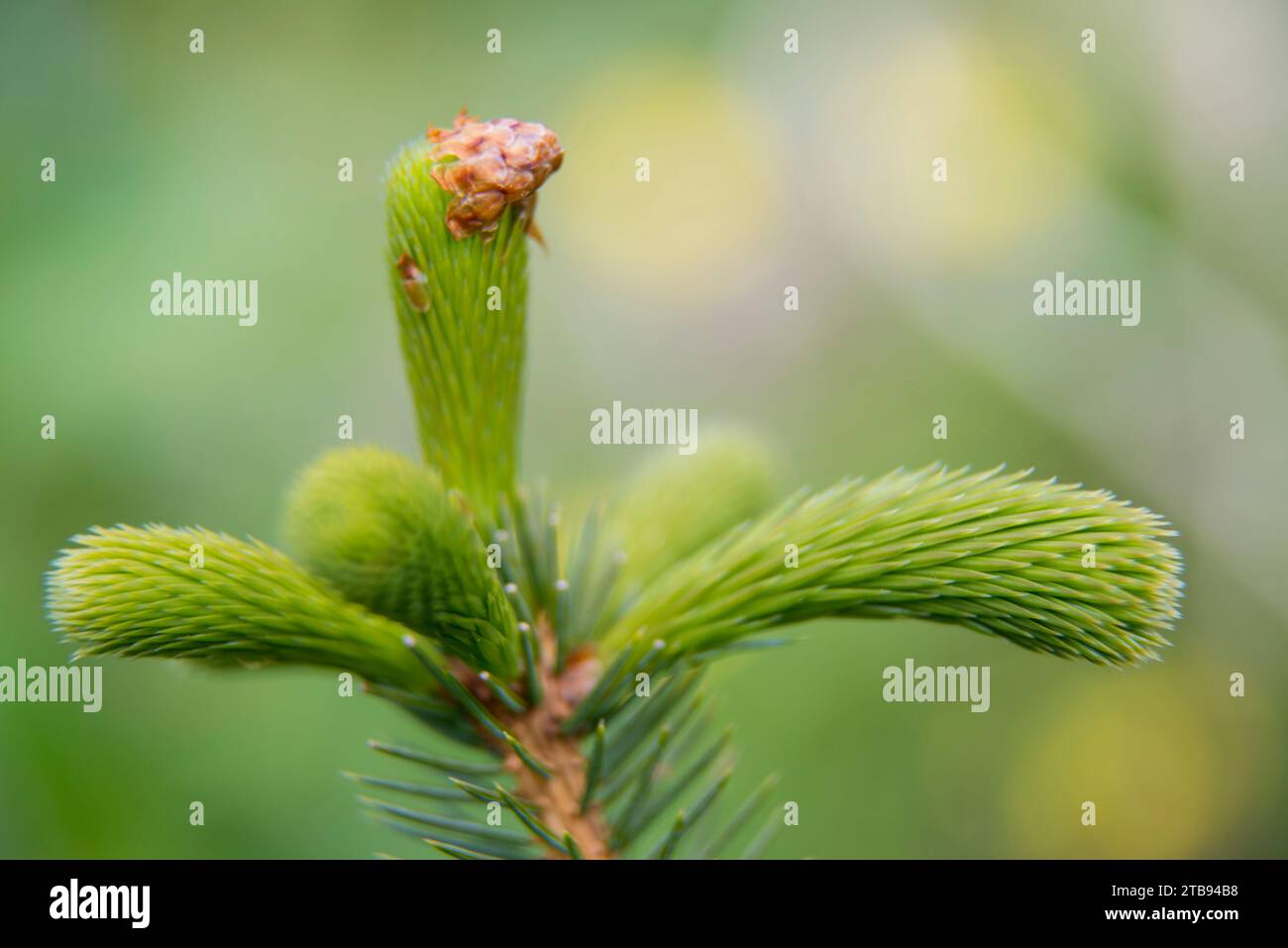 Extreme close-up of a new shoot of a Sitka Spruce tree (Picea sitchensis), Inside Passage, Alaska, USA; Alaska, United States of America Stock Photo