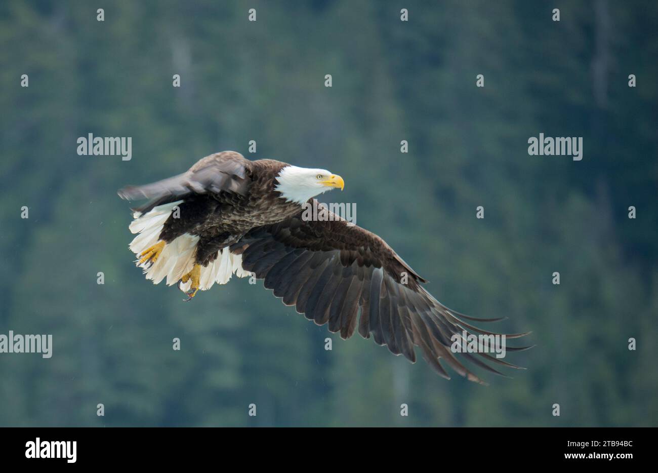 Bald eagle (Haliaeetus leucocephalus) in flight with a forest in the background, near Petersburg, Inside Passage, Alaska, USA Stock Photo