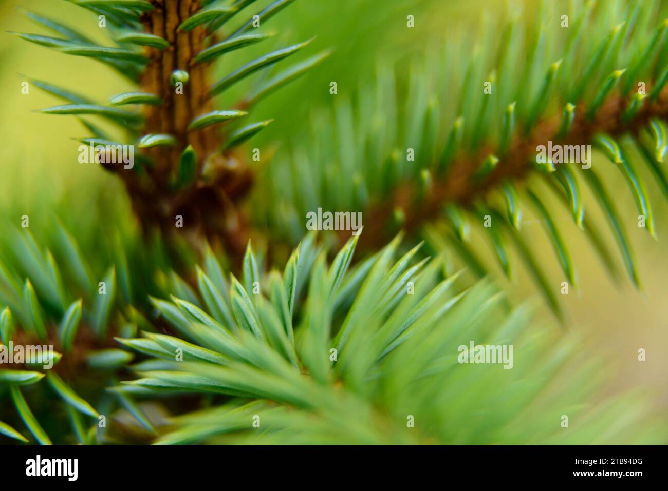 Close-up detail of a young sitka spruce tree (Picea sitchensis), the needles and branches; Inside Passage, Alaska, United States of America Stock Photo