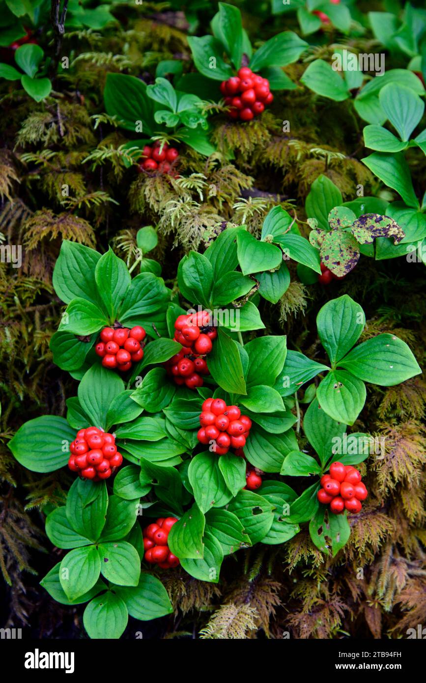 Bunchberries (Cornus canadensis) growing in autumn in the rainforest of Alaska; Alaska, United States of America Stock Photo