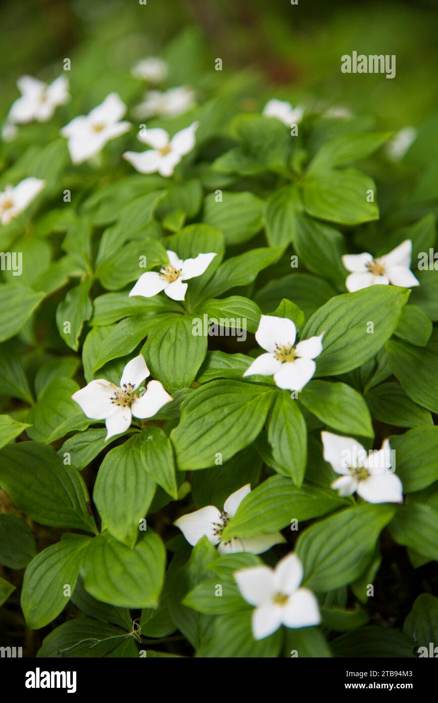 Close-up of Canadian bunchberry plant in bloom, a species of flowering plant in the Cornaceae dogwood family, native to eastern Asia, found also in... Stock Photo