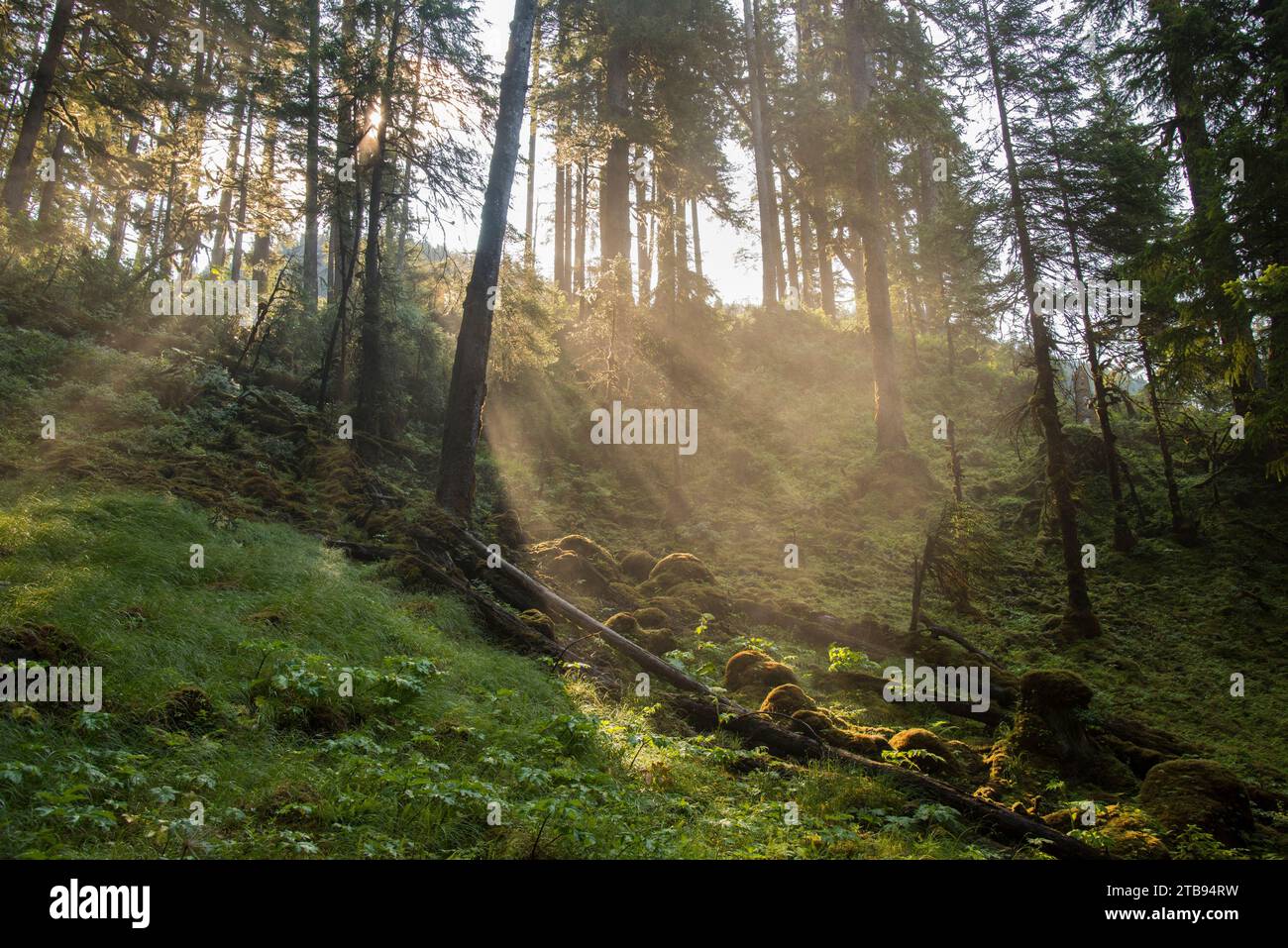 Morning light shines through a lush woodland on a hillside in Red Bluff Bay of Inside Passage, Alaska, USA; Alaska, United States of America Stock Photo