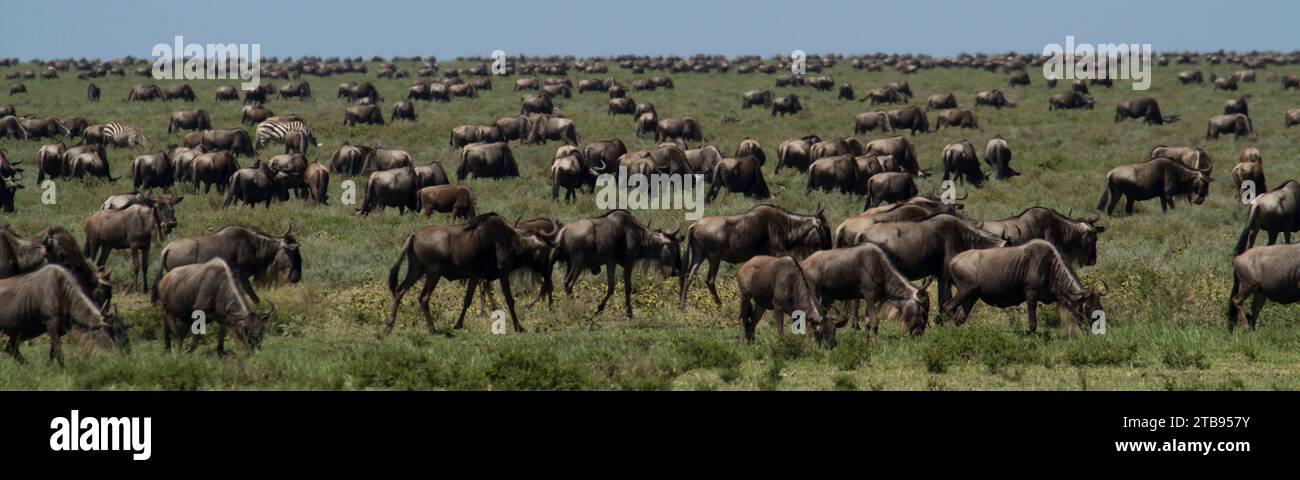 Herd of wildebeest graze on the African grasslands in Serengeti National Park; Tanzania Stock Photo