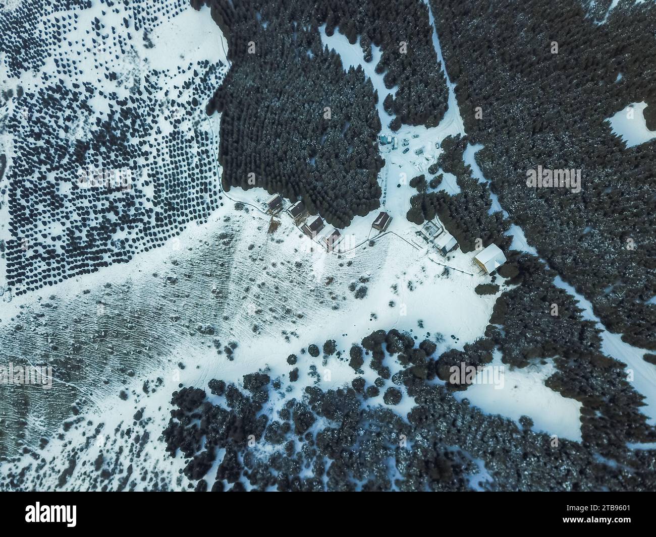 Aerial view of snowy mountains with fir trees Stock Photo - Alamy