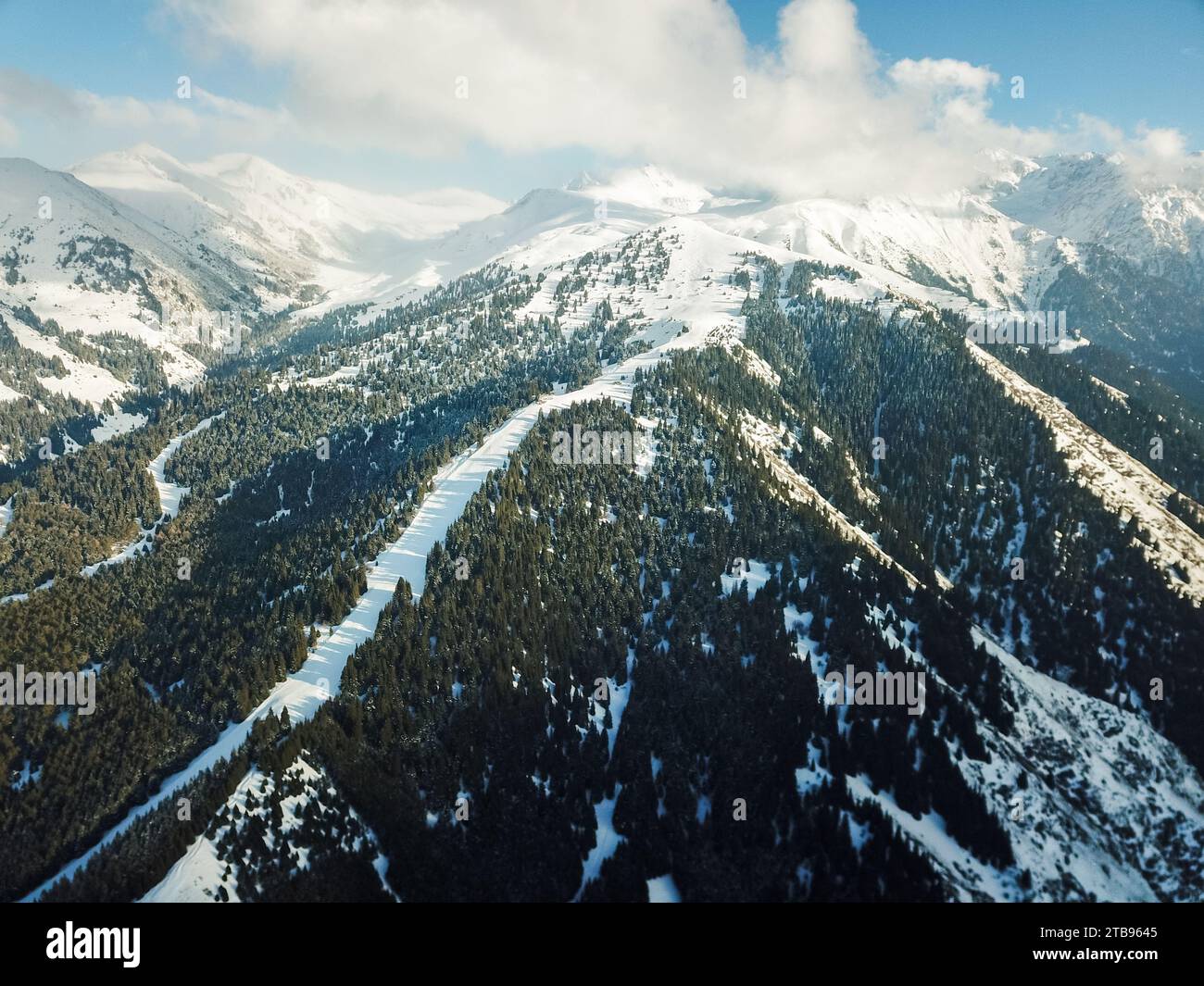 Aerial view of snowy mountains with fir trees Stock Photo - Alamy