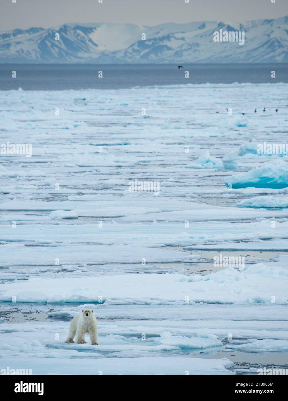 Lone Polar bear (Ursus maritimus) traverses the pack ice on Hinlopen Strait; Svalbard, Norway Stock Photo