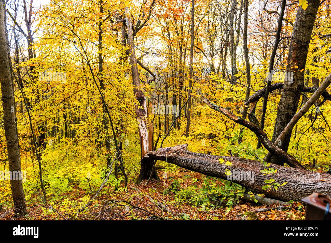 Autumn forest landscape with a split and fallen tree Stock Photo