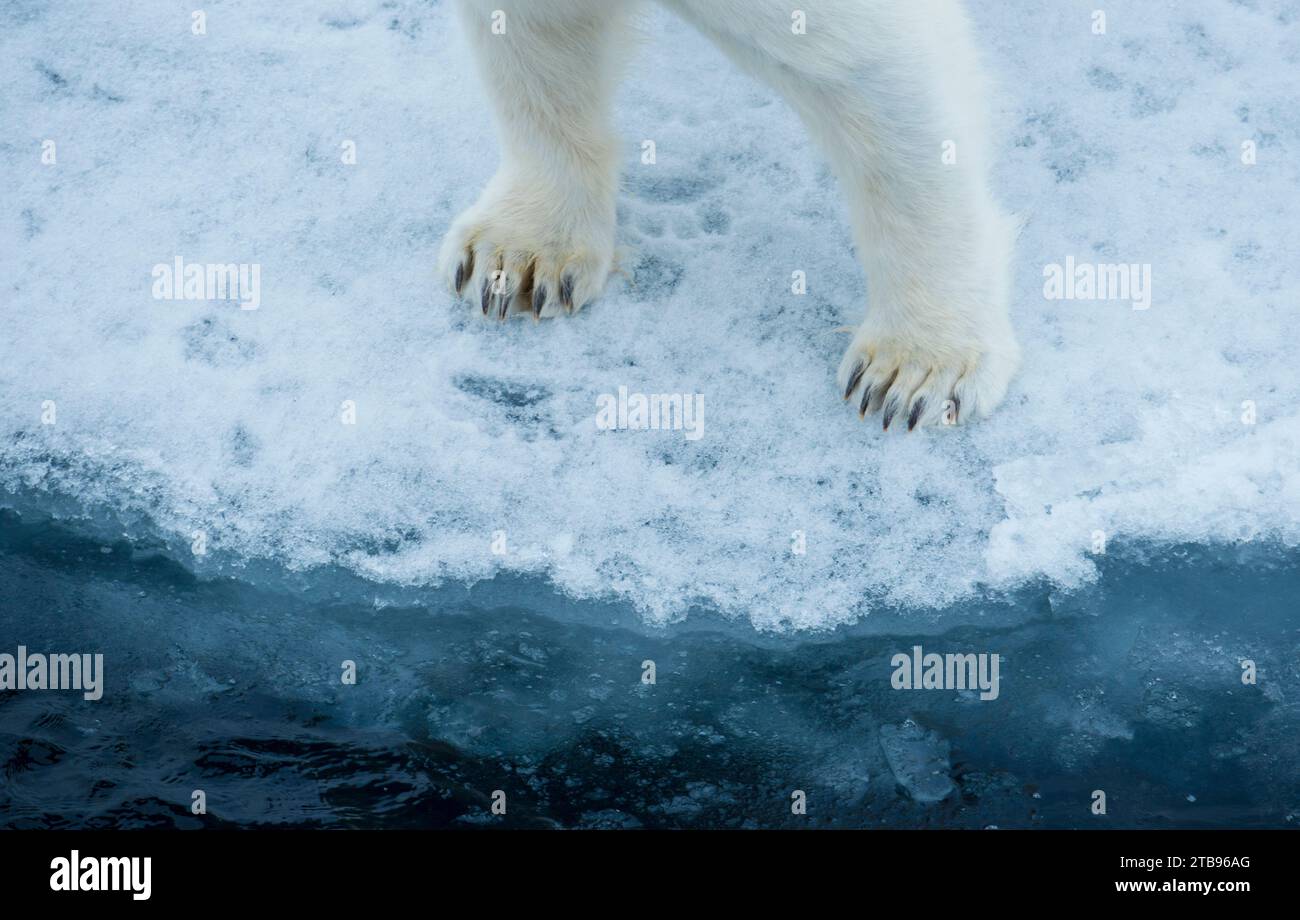 Close-up of polar bear (Ursus maritimus) front feet and legs, standing on the edge of drift ice; Hinlopen Strait, Svalbard, Norway Stock Photo