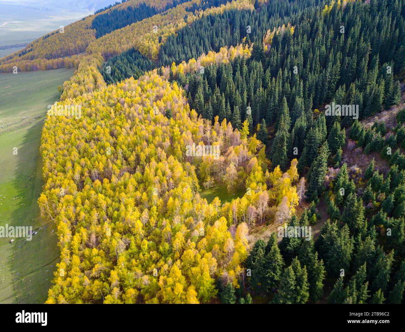 Aerial view green meadow trees hi-res stock photography and images - Alamy