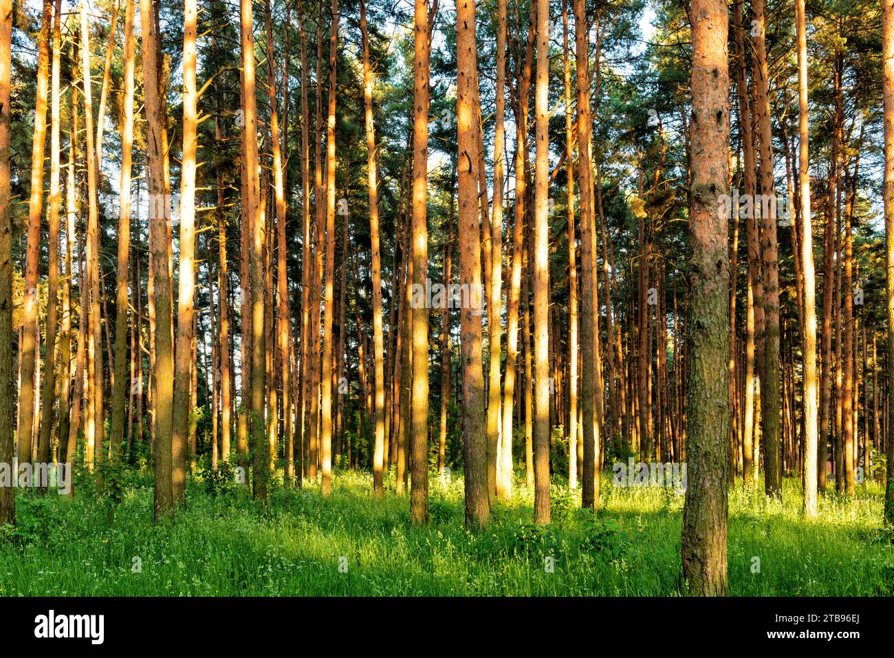 Slender pine trunk forest hi-res stock photography and images - Alamy