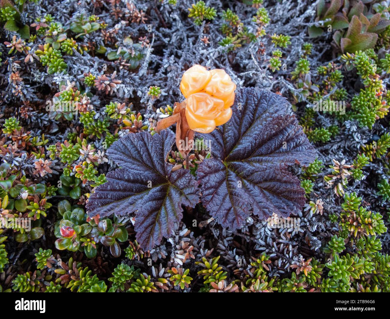 Close up of a Cloudberry bush (Rubus chamaemorus) in bloom; Indian Harbour, Newfoundland and Labrador, Canada Stock Photo