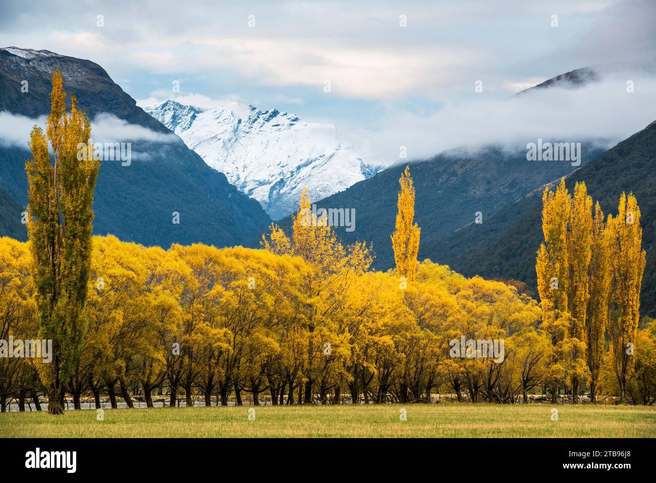 Cottonwoods and willows in autumn in the Matukituki River valley on the South Island of New Zealand; South Island, New Zealand Stock Photo