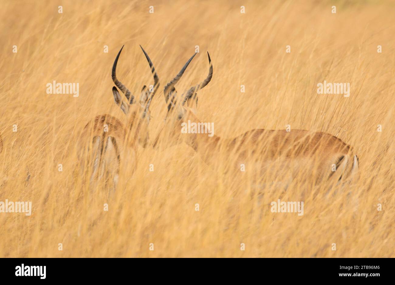 Tall african grass hi-res stock photography and images - Alamy