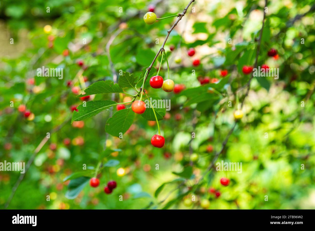 Cherries hanging from tree hi-res stock photography and images - Alamy