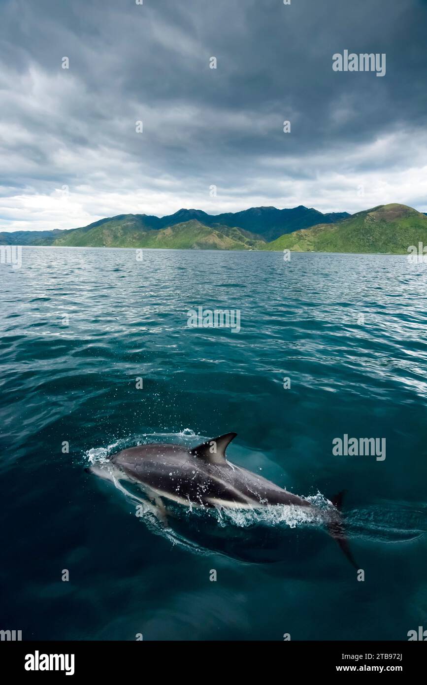 Dusky dolphin (Lagenorhynchus obscurus) swims in waters off the coast of New Zealand at Kaikoura; New Zealand Stock Photo