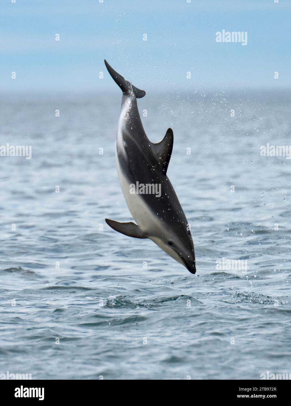 Dusky dolphin (Lagenorhynchus obscurus)  jumps above waters off the coast of New Zealand at Kaikoura; New Zealand Stock Photo