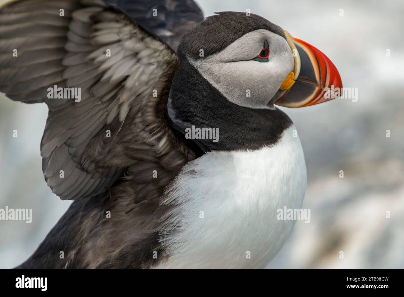 Close-up portrait of an Atlantic, or Common Puffin (Fratercula arctica) at Machias Seal Island; Cutler, Maine, United States of America Stock Photo