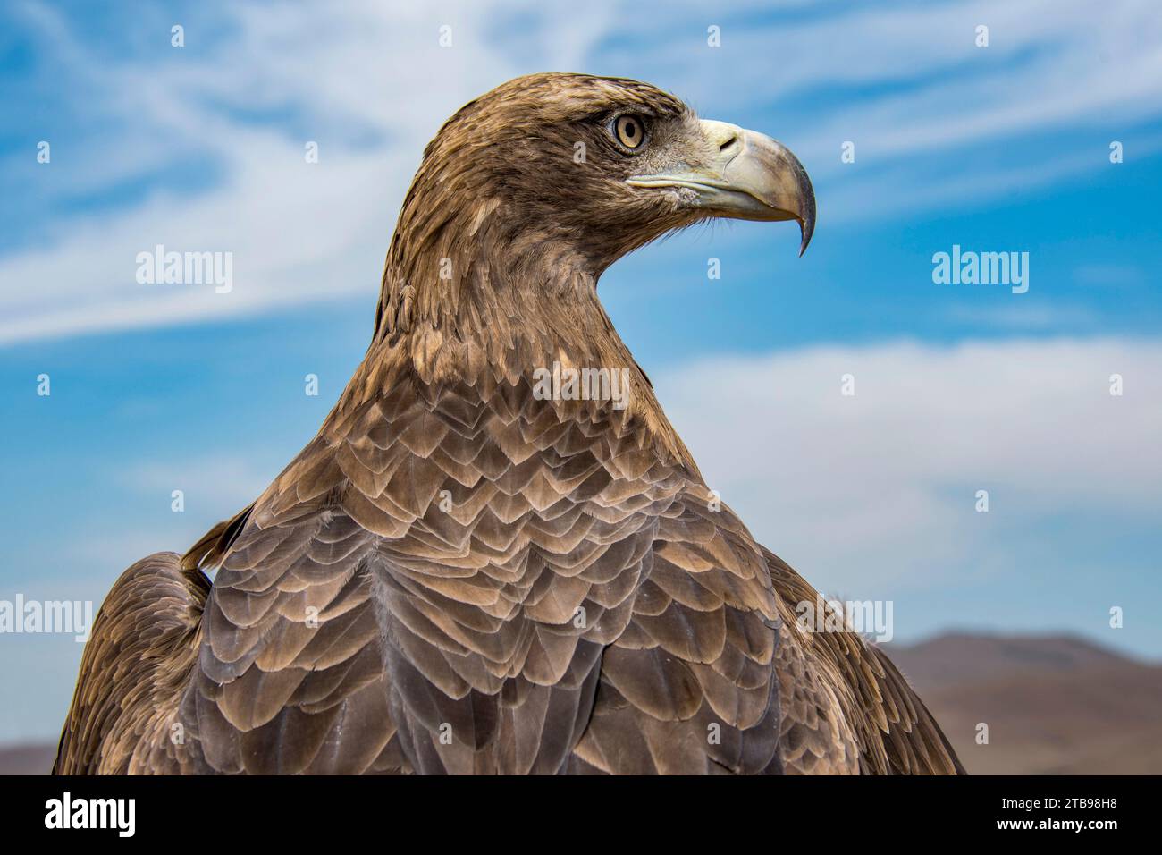 Close-up portrait of a young Golden Eagle (Aquila chrysaetos), which will be trained to catch small animals such as foxes and hares Stock Photo