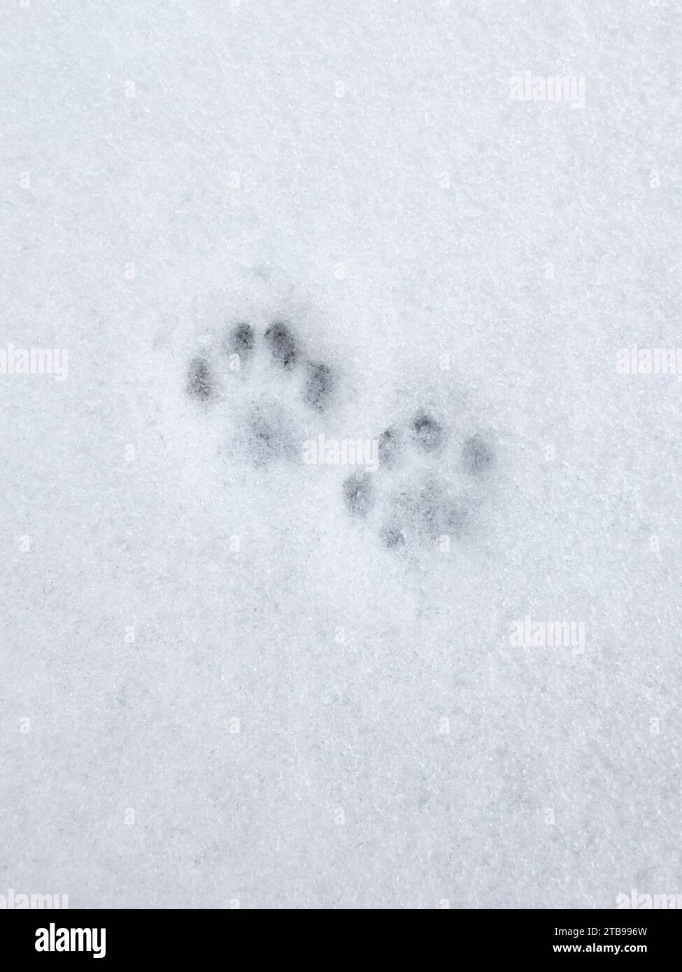 Cat footprint on a snow, animal trace, close up, top view Stock Photo