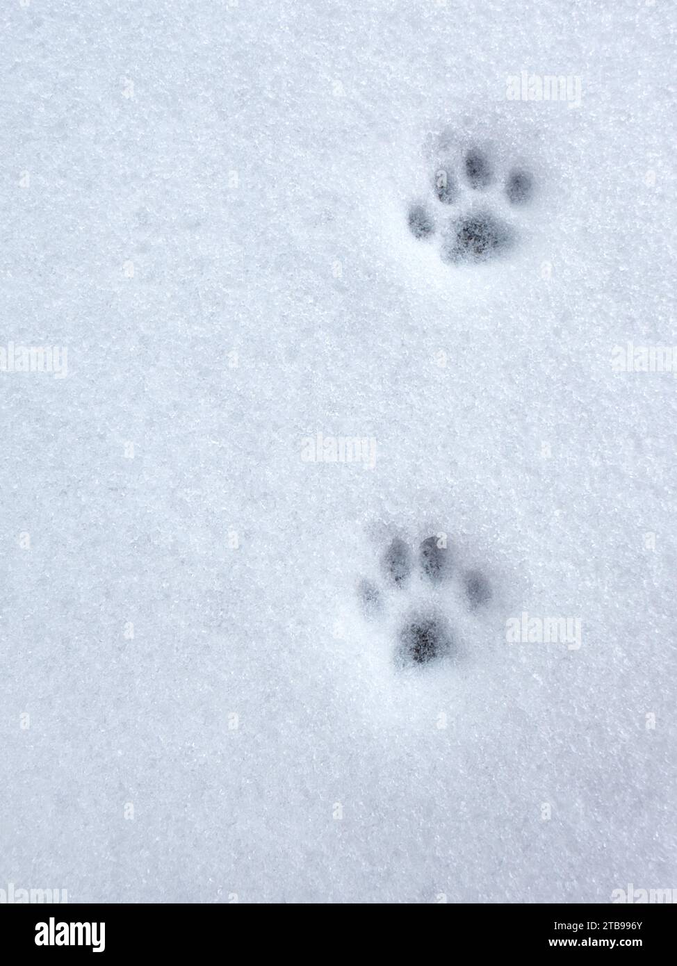 Trace of cat, animal footprint on the fresh white snow, copy space, top view Stock Photo