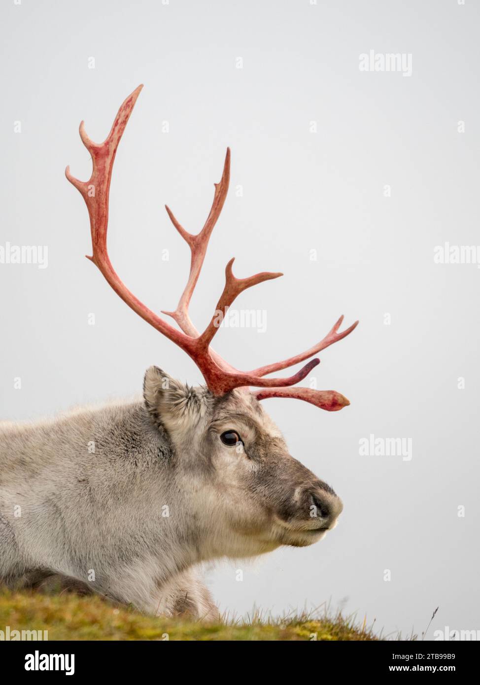 A male Svalbard reindeer after shedding its velvet Stock Photo Alamy