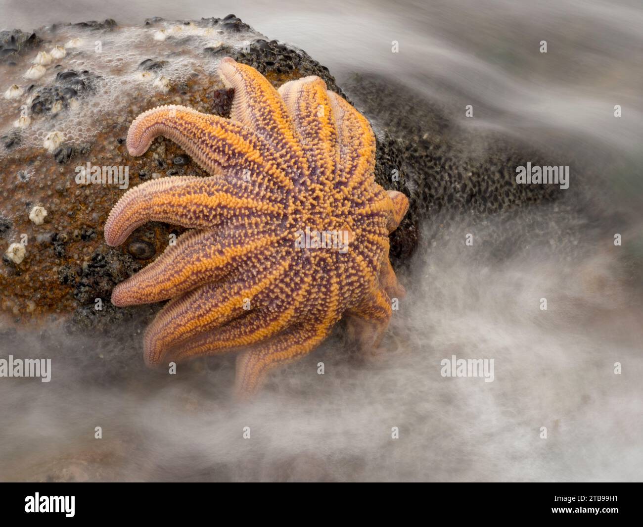 Starfish clings to a rock at low tide on Motukiekie beach; Greymouth, South Island, New Zealand Stock Photo