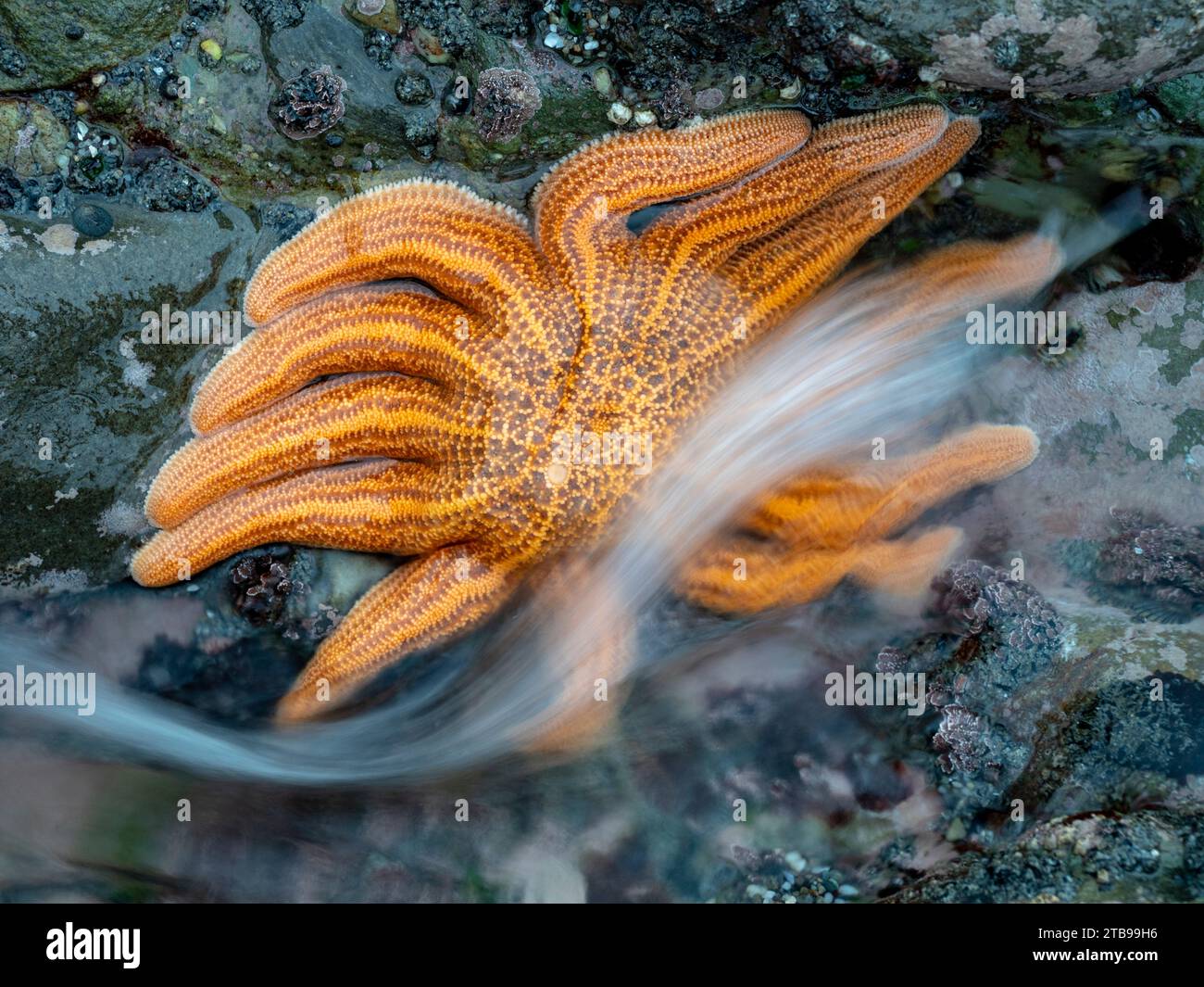 Close view of a starfish at low tide; Greymouth, South Island, New Zealand Stock Photo