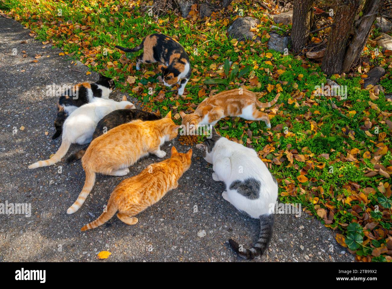 Stray cats eating Stock Photo Alamy